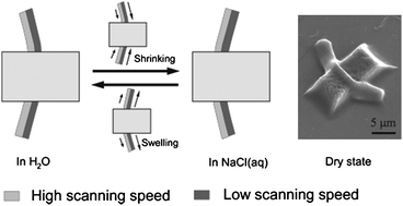 Graphical abstract: Asymmetric microstructure of hydrogel: two-photon microfabrication and stimuli-responsive behavior