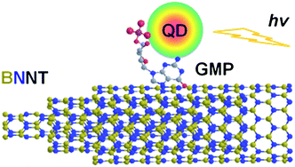 Graphical abstract: Nucleotide-assisted decoration of boron nitride nanotubes with semiconductor quantum dots endows valuable visible-light emission in aqueous solution