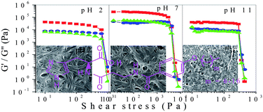 Graphical abstract: Rheology and thermal stability of pH-dependent hydrogels of N-acyl-l-carnosine amphiphiles: effect of the alkoxy tail length