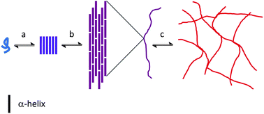 Graphical abstract: A pH-responsive coiled-coil peptide hydrogel