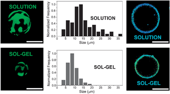 Graphical abstract: Immobilization and characterization of giant unilamellar vesicles (GUVs) within porous silica glasses