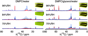 Graphical abstract: Small polar molecules like glycerol and urea can preserve the fluidity of lipid bilayers under dry conditions