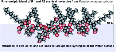 Graphical abstract: Adsorption and self-assembly of biosurfactants studied by neutron reflectivity and small angle neutron scattering: glycolipids, lipopeptides and proteins