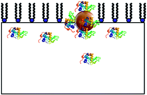 Graphical abstract: Immobilization onto gold nanoparticles alters α-lactalbumin interaction with pure and mixed phospholipid monolayers