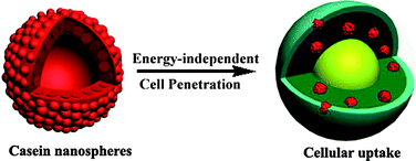 Graphical abstract: Cellular entry fashion of hollow milk protein spheres