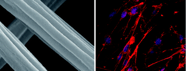 Graphical abstract: Electrospinning of nanofibres with parallel line surface texture for improvement of nerve cell growth