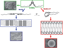 Graphical abstract: Stimulus responsive self-assembly of Gemini Amphiphilic Pseudopeptides