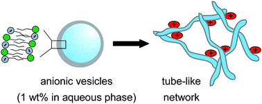 Graphical abstract: Use of weakly cationic dendritic glycopolymer for morphological transformation of phospholipid vesicles into tube-like networks