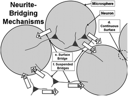 Graphical abstract: Mechanisms and promotion of 3D neurite bridging between PHBV microspheres in a microsphere–hydrogel hybrid scaffold