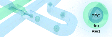 Graphical abstract: All-aqueous core-shell droplets produced in a microfluidic device