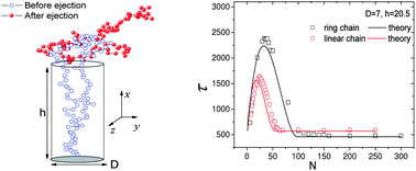 Graphical abstract: Ejection dynamics of a ring polymer out of a nanochannel