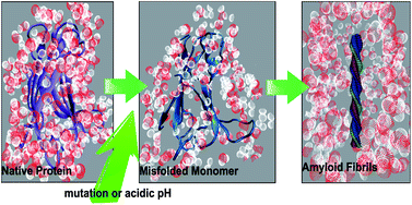 Graphical abstract: Probing the structural and functional link between mutation- and pH-dependent hydration dynamics and amyloidosis of transthyretin