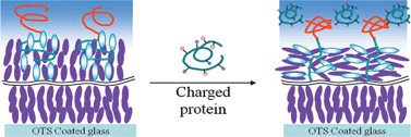 Graphical abstract: Protein detection using aqueous/LC interfaces decorated with a novel polyacrylic acid block liquid crystalline polymer