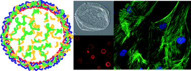 Graphical abstract: Engineered (hep/pARG)2polyelectrolyte capsules for sustained release of bioactive TGF-β1