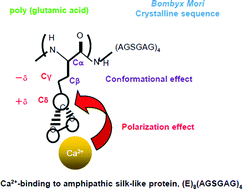 Graphical abstract: Characterization of a Ca binding-amphipathic silk-like protein and peptide with the sequence (Glu)8(Ala-Gly-Ser-Gly-Ala-Gly)4 with potential for bone repair