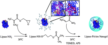 Graphical abstract: Activation and stabilization of a lipase nanogel using GMA for acryloylation