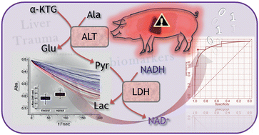 Graphical abstract: Analysis of biomarkers characteristic of porcine liver injury—from biomolecular logic gates to an animal model