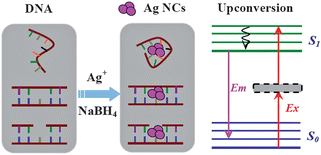 Graphical abstract: Upconversion emission of fluorescent silver nanoclusters and in situ selective DNA biosensing