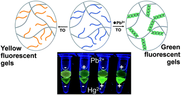 Graphical abstract: Visual detection of lead(II) using a label-free DNA-based sensor and its immobilization within a monolithic hydrogel