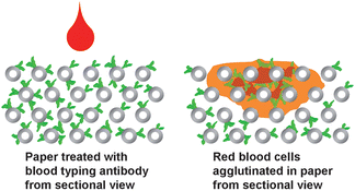 Graphical abstract: Mechanisms of red blood cells agglutination in antibody-treated paper