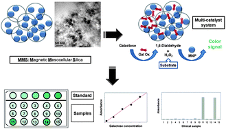 Graphical abstract: Colorimetric quantification of galactose using a nanostructured multi-catalyst system entrapping galactose oxidase and magnetic nanoparticles as peroxidase mimetics