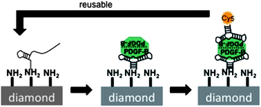 Graphical abstract: Highly sensitive detection of platelet-derived growth factor on a functionalized diamond surface using aptamer sandwich design