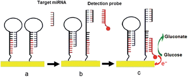 Graphical abstract: A highly sensitive electrochemical assay for microRNA expression profiling