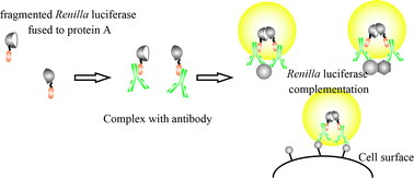 Graphical abstract: Development of a homogeneous immunoassay system using protein A fusion fragmented Renillaluciferase