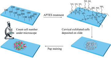 Graphical abstract: Comparison of two different deposition methods of 3-aminopropyltriethoxysilane on glass slides and their application in the ThinPrep cytologic test