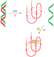 Graphical abstract: A label-free G-quadruplex-based switch-on fluorescence assay for the selective detection of ATP