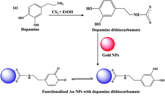 Graphical abstract: One-pot synthesis of dopamine dithiocarbamate functionalized gold nanoparticles for quantitative analysis of small molecules and phosphopeptides in SALDI- and MALDI-MS