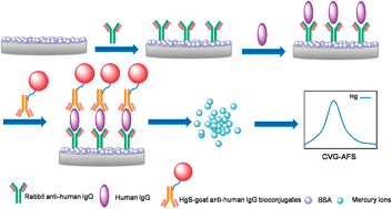 Graphical abstract: Antibody-biotemplated HgS nanoparticles: Extremely sensitive labels for atomic fluorescence spectrometric immunoassay