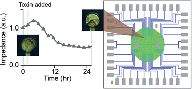 Graphical abstract: Real-time characterization of cytotoxicity using single-cell impedance monitoring