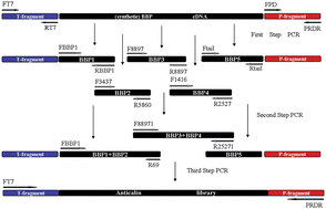 Graphical abstract: Construction of ribosome display library based on lipocalin scaffold and screening anticalins with specificity for estradiol