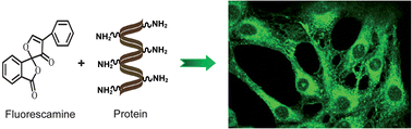 Graphical abstract: On-site chemical reaction lights up protein assemblies in cells