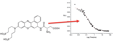 Graphical abstract: Single molecule fluorescence correlation spectroscopy of single apoptotic cells using a red-fluorescent caspase probe