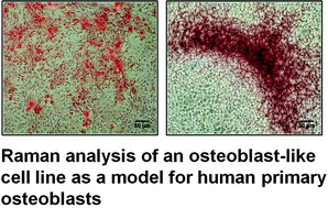 Graphical abstract: Assessment of an osteoblast-like cell line as a model for human primary osteoblasts using Raman spectroscopy