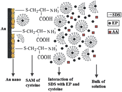 Graphical abstract: A novel sensor of cysteine self-assembled monolayers over gold nanoparticles for the selective determination of epinephrine in presence of sodium dodecyl sulfate