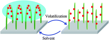 Graphical abstract: Solvent-induced hot spot switch on silver nanorod enhanced Raman spectroscopy