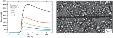 Graphical abstract: Characterization of poly(3,4-ethylenedioxythiophene):tosylate conductive polymer microelectrodes for transmitter detection