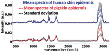 Graphical abstract: Confocal Raman microspectroscopy for skin characterization: a comparative study between human skin and pig skin