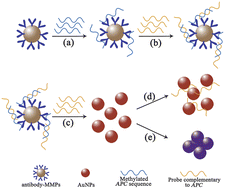 Graphical abstract: A simple colorimetric detection of DNA methylation