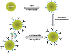 Graphical abstract: Fast protein detection using absorption properties of gold nanoparticles