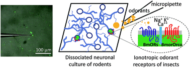 Graphical abstract: Dissociated neuronal culture expressing ionotropic odorant receptors as a hybrid odorant biosensor—proof-of-concept study