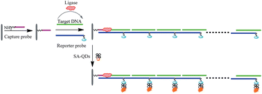 Graphical abstract: Quantum dot-based isothermal chain elongation for fluorescence detection of specific DNA sequences via template-dependent surface-hybridization