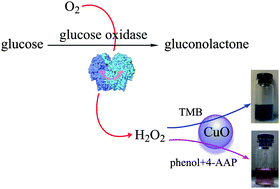 Graphical abstract: Peroxidase-like activity of water-soluble cupric oxide nanoparticles and its analytical application for detection of hydrogen peroxide and glucose
