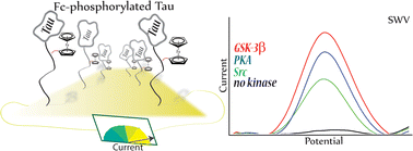 Graphical abstract: Electrochemical investigations into Tau protein phosphorylations