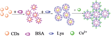 Graphical abstract: Highly selective and sensitive detection of Cu2+ with lysine enhancing bovine serum albumin modified-carbon dots fluorescent probe