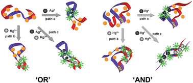 Graphical abstract: Logic gates for multiplexed analysis of Hg2+ and Ag+