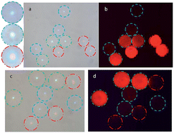 Graphical abstract: Multiplex analysis of tumor multidrug-resistance genes expression with photonic suspension array
